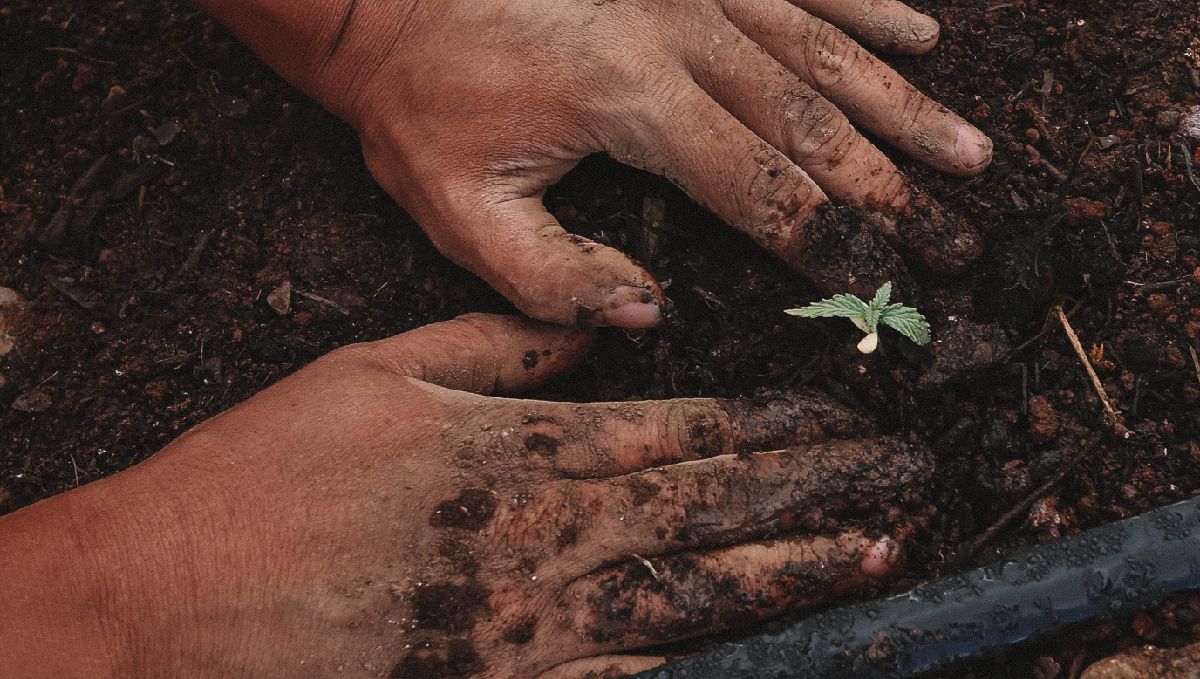 Germination guide: what to expect right after germination Germination guide: what to expect right after germination