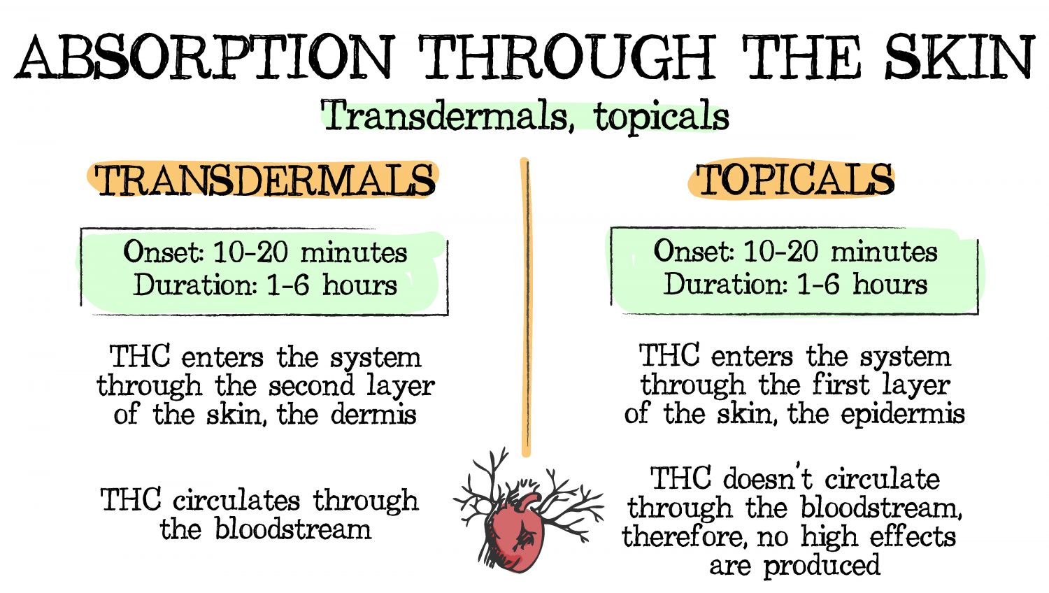How cannabis can be absorbed: through the skin How cannabis can be absorbed: through the skin
