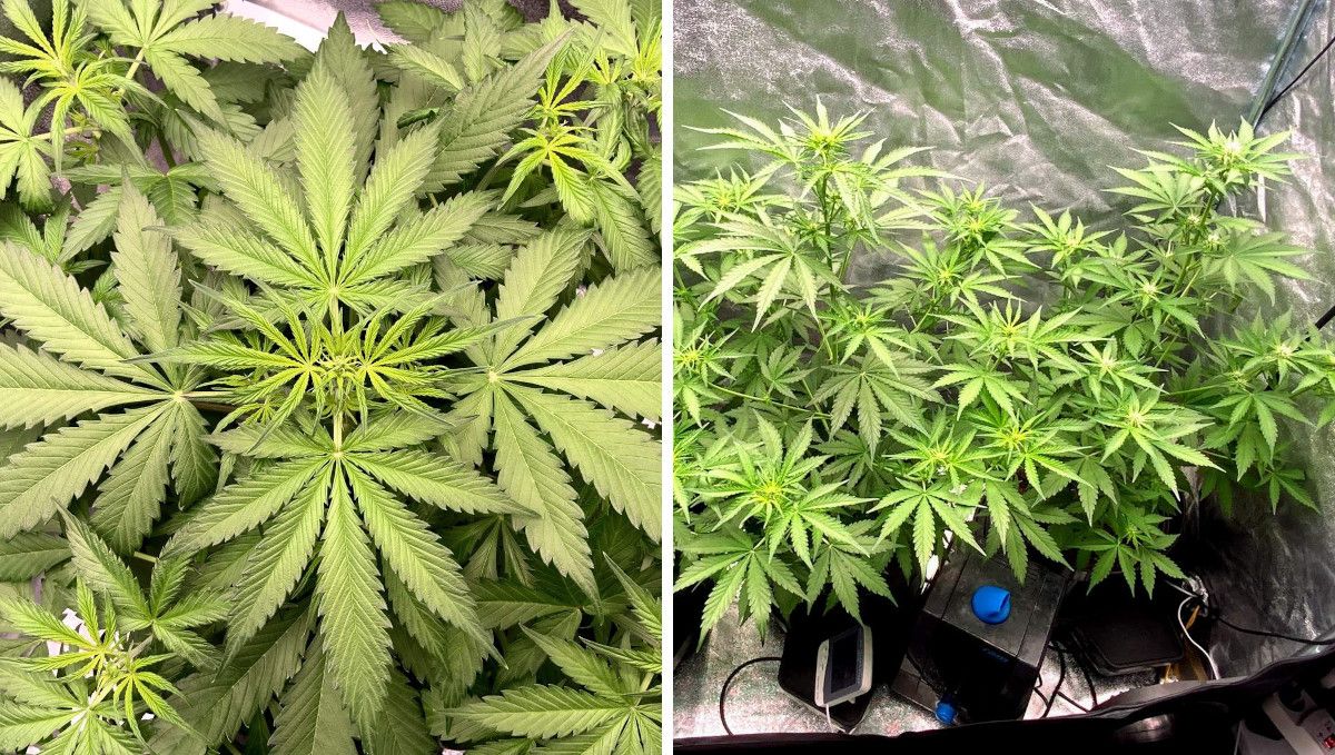 Gorilla Auto Cannabis Strain Week-by-Week Guide: The top view of a plant's apex that appears to be on the verge of flowering and two big indoor autoflowers in the preflowering stage Gorilla Auto Cannabis Strain Week-by-Week Guide: The top view of a plant's apex that appears to be on the verge of flowering and two big indoor autoflowers in the preflowering stage
