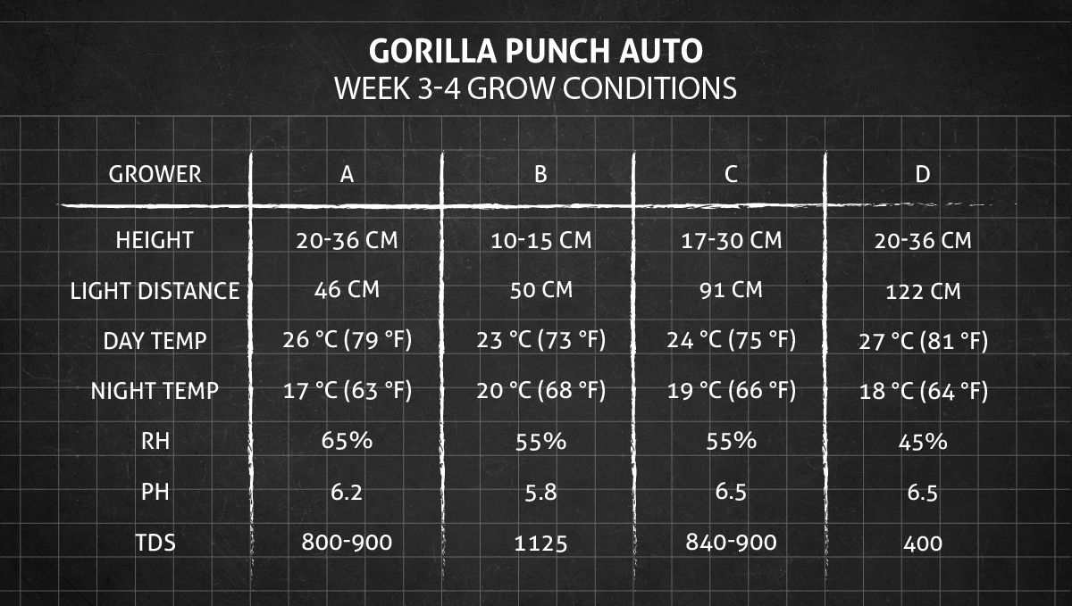 Gorilla Punch Auto cannabis strain: weeks 3-4 grow conditions