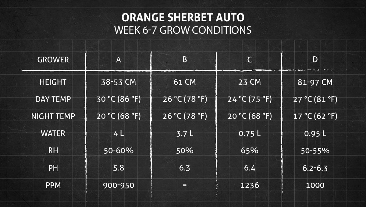 Orange Sherbet Auto Cannabis Strain Week-by-Week Guide: Weeks 6-7 grow conditions Orange Sherbet Auto Cannabis Strain Week-by-Week Guide: Weeks 6-7 grow conditions