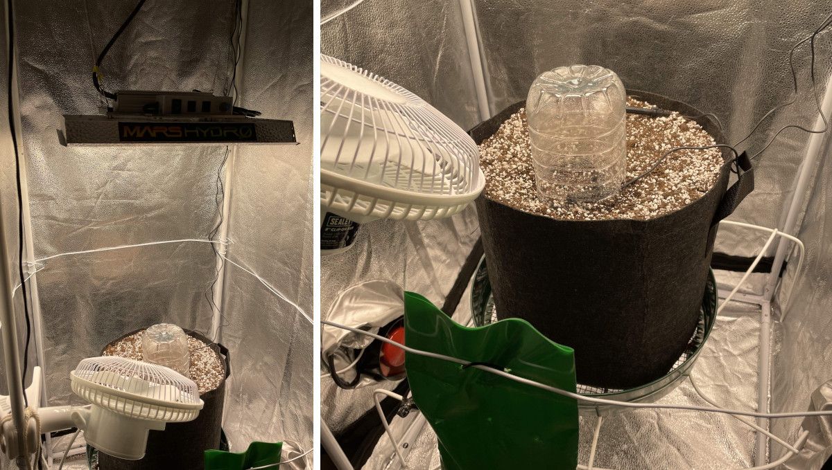 Purple Lemonade Auto Cannabis Strain Week-by-Week Guide - A small grow tent equipped with a Mars Hydro LED light and one autoflower planted in a textile bag