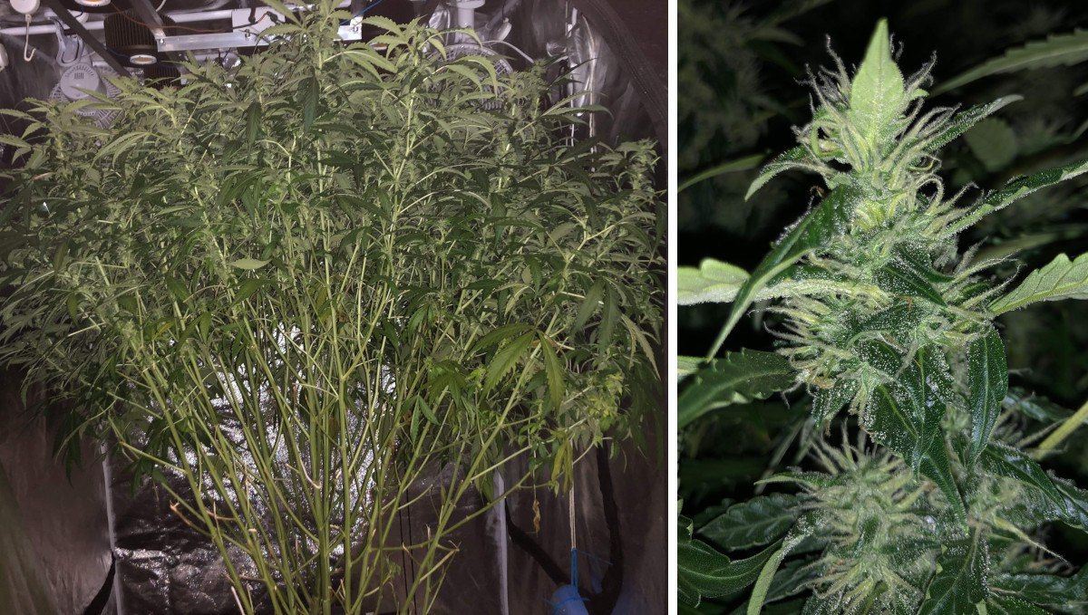 Blueberry Cheese Auto cannabis strain: early flower | weeks 6-7 | an insanely bushy indoor marijuana plant and a closer look at its small but frosty bud