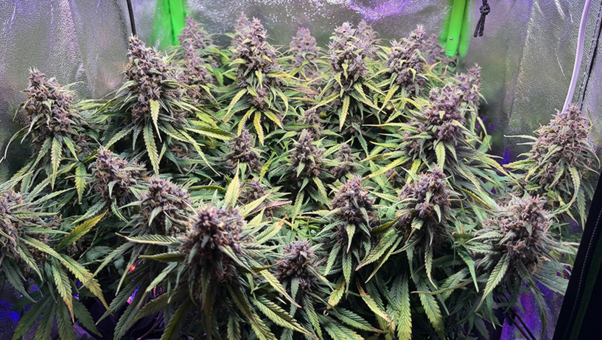 Full tent of juicy Strawberry Gorilla Auto shared by @Lux.