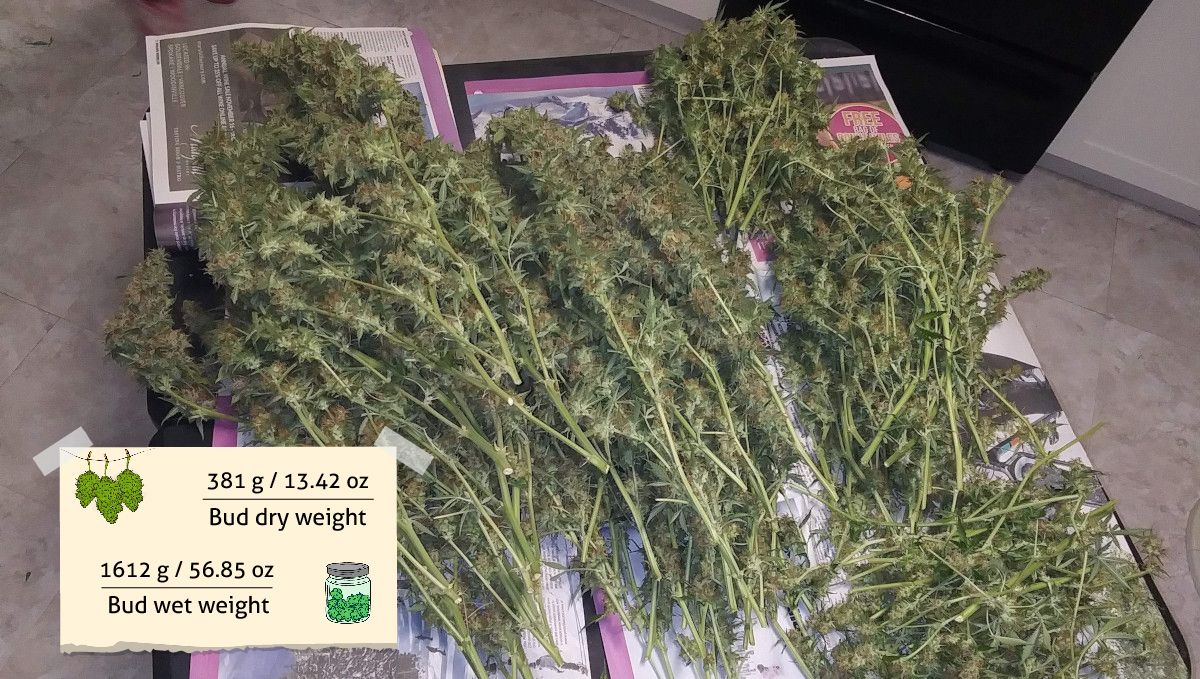 Green Crack Auto cannabis strain outcome: a great heap of marijuana branches