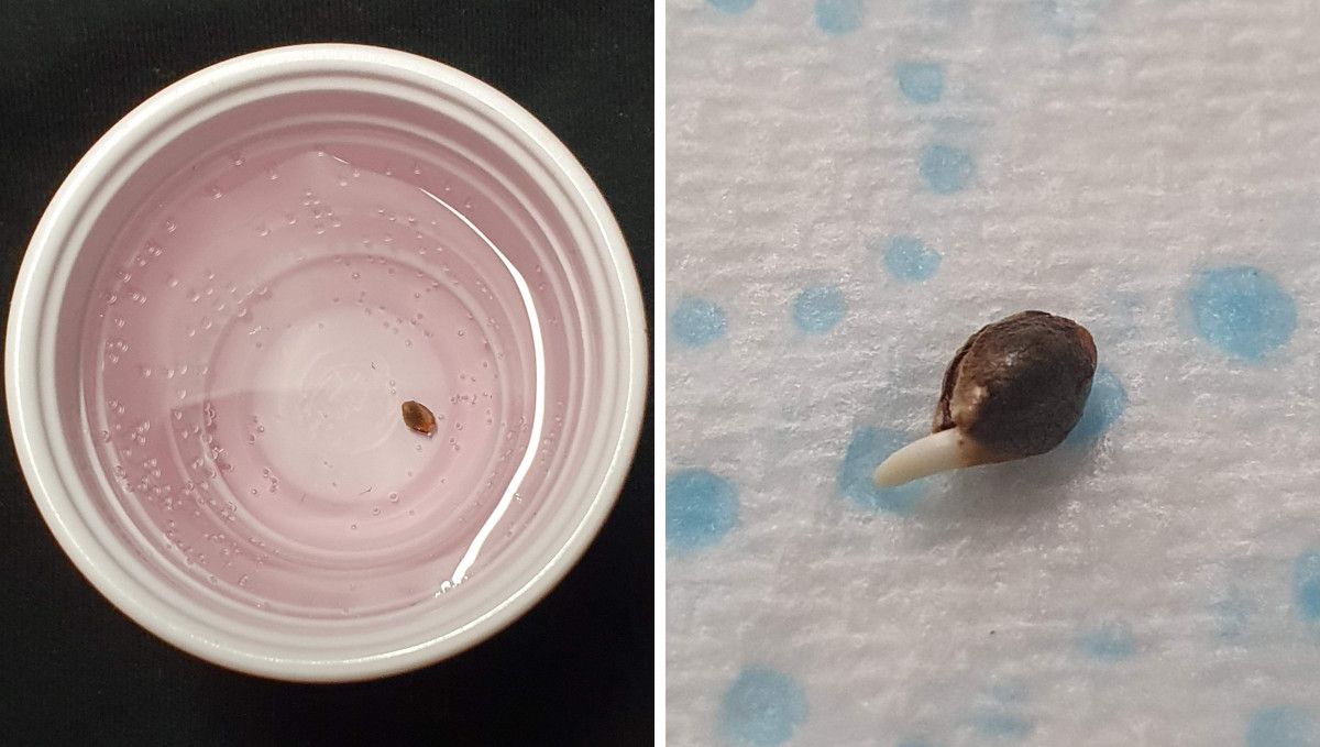 Tropicana Cookies FF cannabis strain: germination and seedling stage | week 1 | a seed submerged in a cup with water and another one sprouted on a wet paper towel