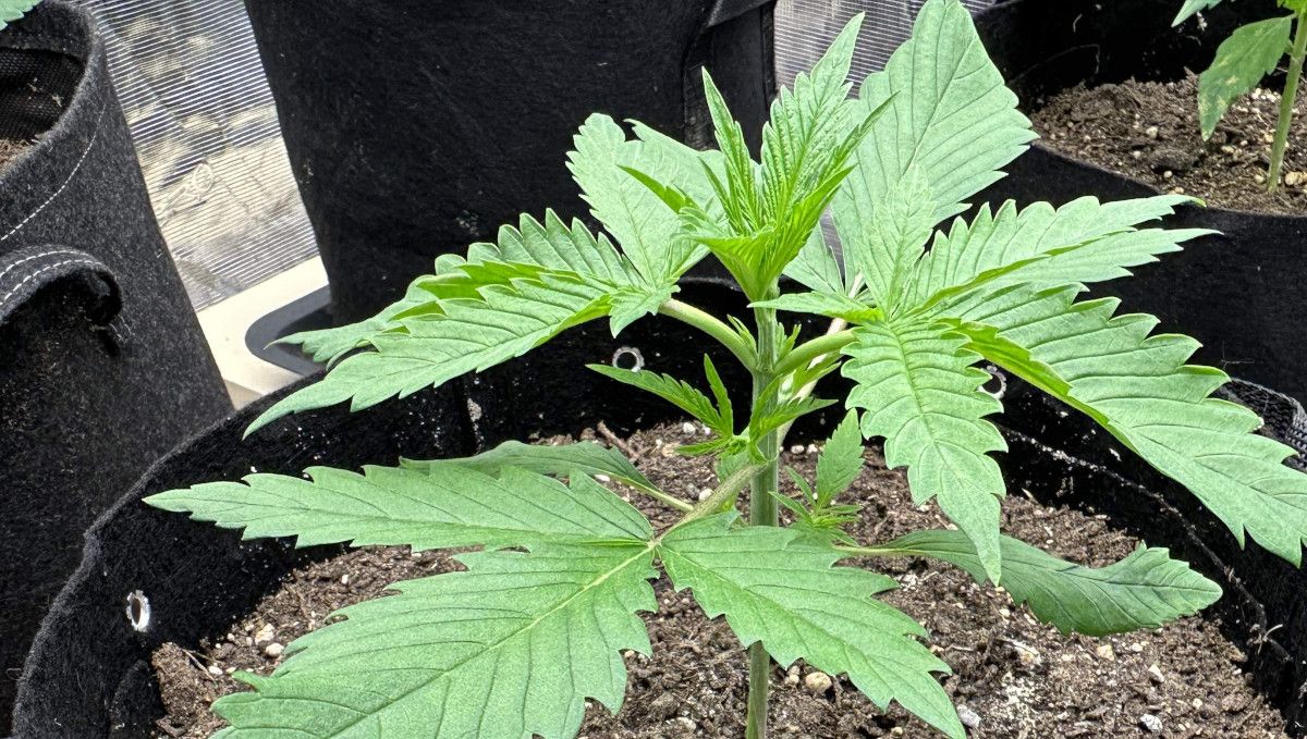 Purple Lemonade FF cannabis strain: early veg | week 2 | side branches starting to grow Purple Lemonade FF cannabis strain: early veg | week 2 | side branches starting to grow