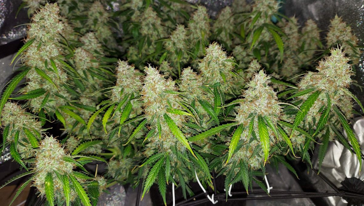 Super Lemon Haze Auto cannabis strain: ripening and harvest | weeks 10 | a gorgeous indoor autoflower with dozens of big, uniform colas Super Lemon Haze Auto cannabis strain: ripening and harvest | weeks 10 | a gorgeous indoor autoflower with dozens of big, uniform colas