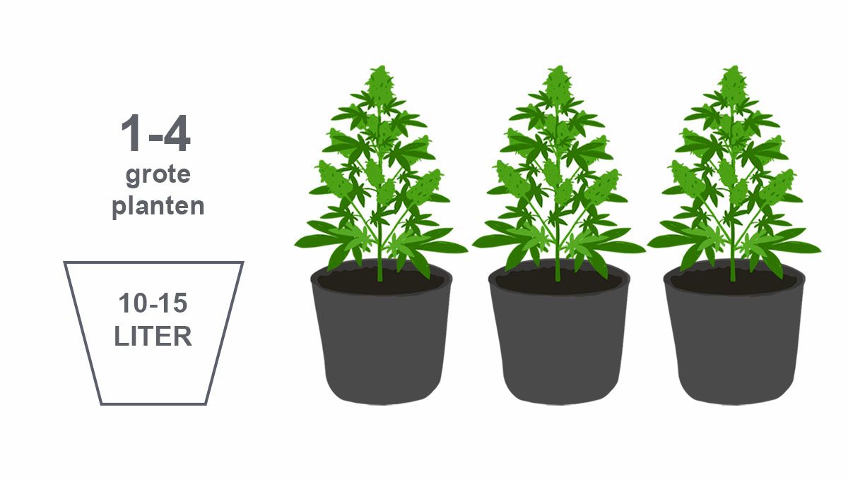 Beste potmaat voor zelfbloeiende zaden: grote planten Beste potmaat voor zelfbloeiende zaden: grote planten