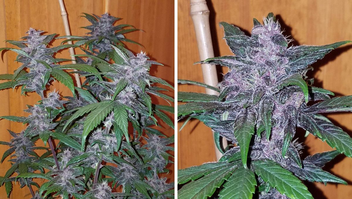LSD-25 Auto cannabis strain: mid flower (bulk phase) | weeks 7-8 | not quite mature buds of striking purple and frosty appearance