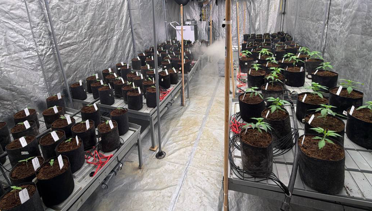 cov45.png Tent Setup After Planting