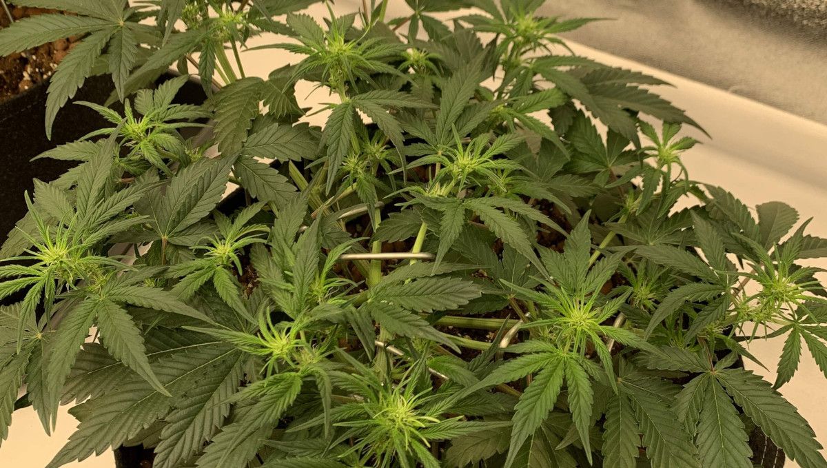 Strawberry Gorilla Auto Cannabissorte: Übergang (Vorblüte) | Woche 5 | Indoor-Autoflower mit einer flachen Krone und den ersten Blüten an den Spitzen. Strawberry Gorilla Auto Cannabissorte: Übergang (Vorblüte) | Woche 5 | Indoor-Autoflower mit einer flachen Krone und den ersten Blüten an den Spitzen.