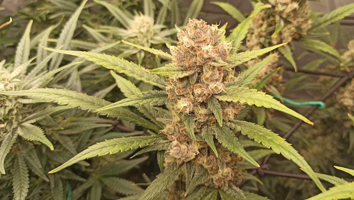 Tropicana Cookies Auto cannabis strain: ripening and harvest | week 10 | a beautifully and colourfully faded marijuana bud Tropicana Cookies Auto cannabis strain: ripening and harvest | week 10 | a beautifully and colourfully faded marijuana bud