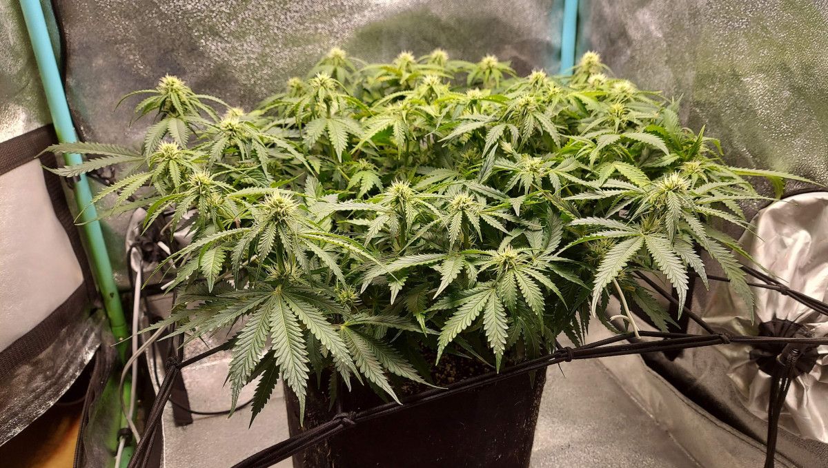 Super Lemon Haze Auto cannabis strain: early flower | weeks 6-7 | a very short and wide autoflower with a great number of flowering tops trained with a ScrOG net Super Lemon Haze Auto cannabis strain: early flower | weeks 6-7 | a very short and wide autoflower with a great number of flowering tops trained with a ScrOG net