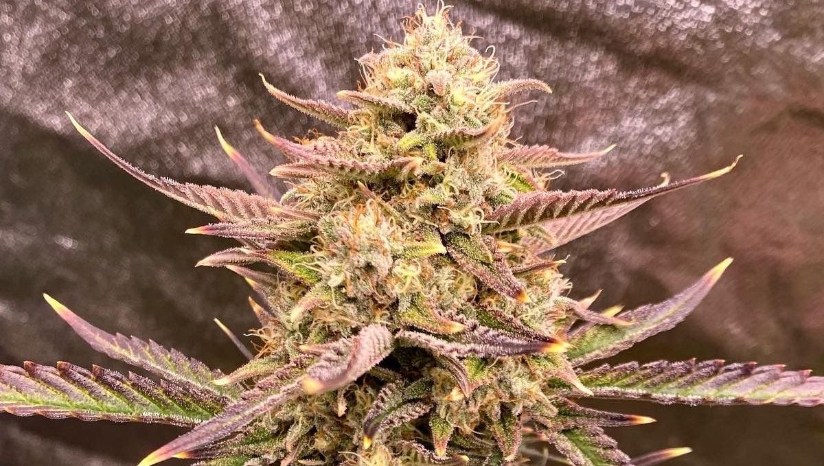 Top 5 Besten Autoflower Sorten für den Indoor-Anbau: Guava Auto Top 5 Besten Autoflower Sorten für den Indoor-Anbau: Guava Auto