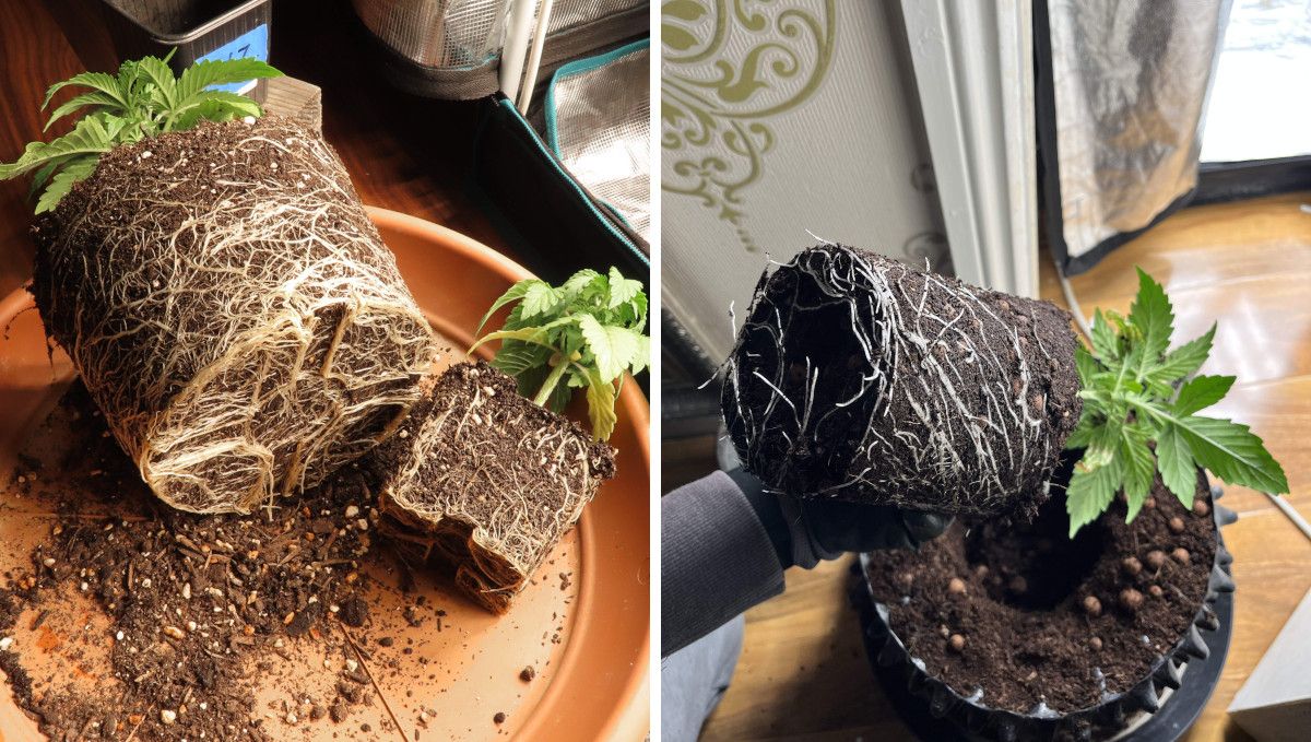 Strawberry Cheesecake Auto cannabis strain: early veg | week 2 | young weed plants taken out from their starter pots; one showing rootbound condition