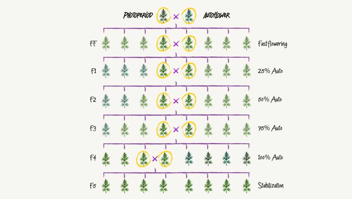 image (4).png breeding process