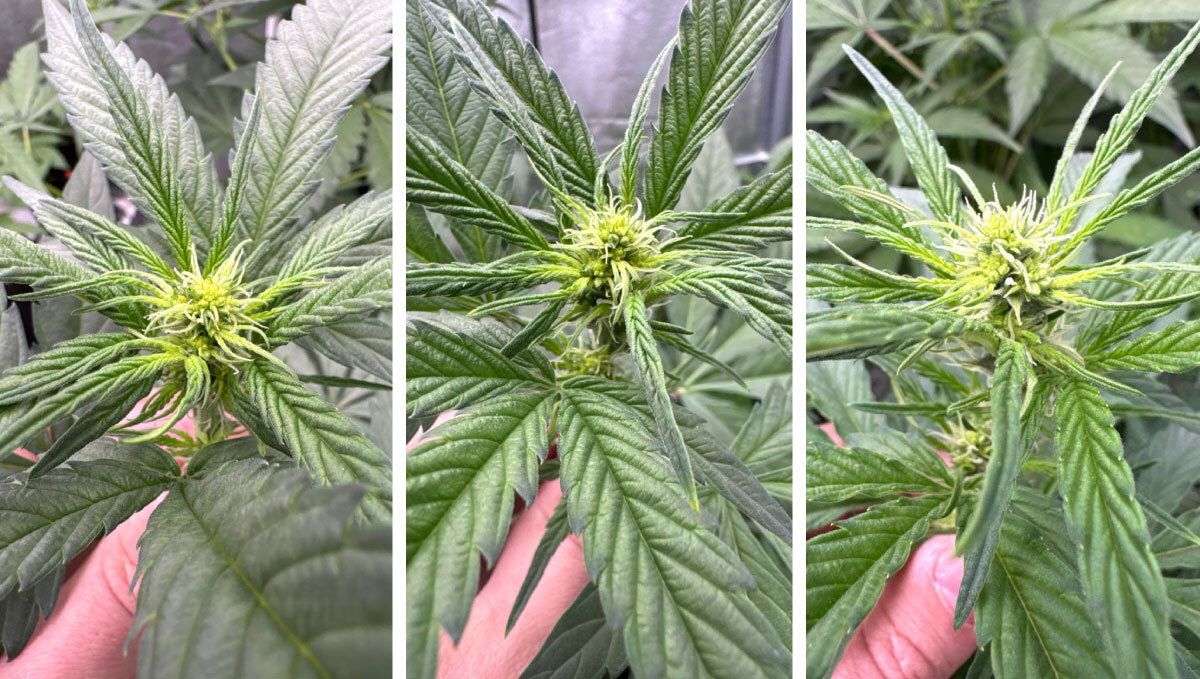 First Signs of Male Reversal