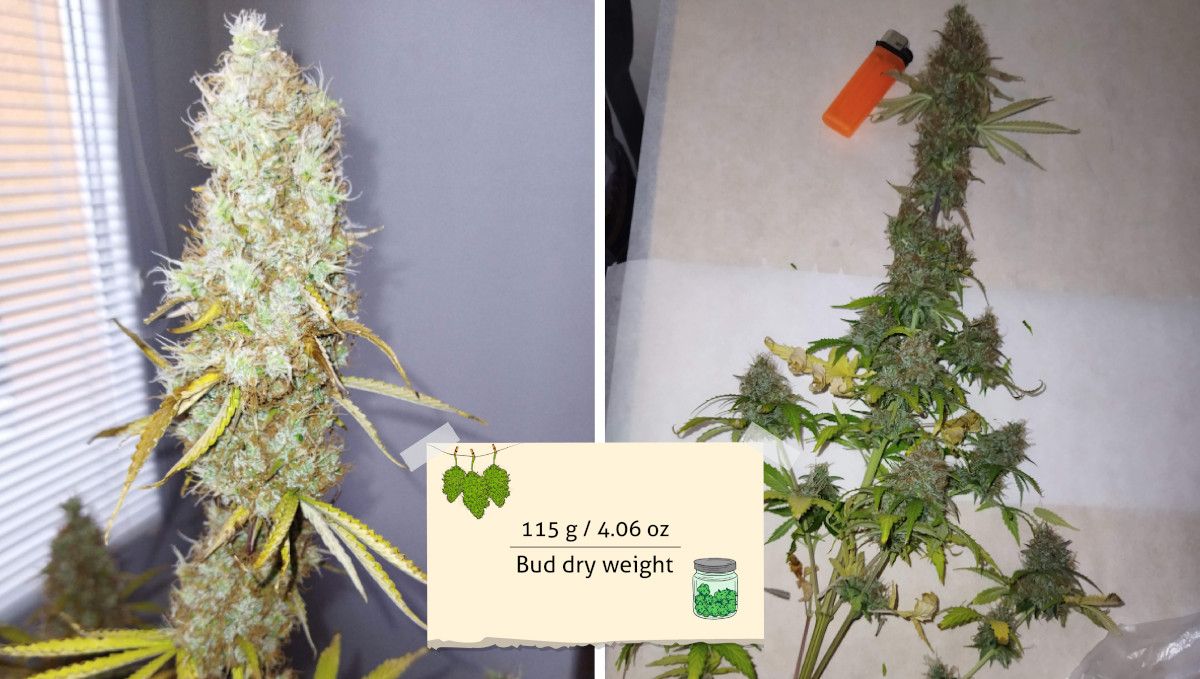 Auto Mazar cannabis strain: harvest | the central branch of an autoflower right before and right after the harvest