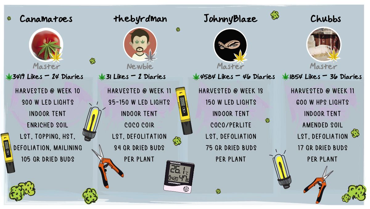 Forbidden Runtz Auto Cannabis Strain Week-by-Week Guide: Setup characteristics, yield figures, and other data Forbidden Runtz Auto Cannabis Strain Week-by-Week Guide: Setup characteristics, yield figures, and other data