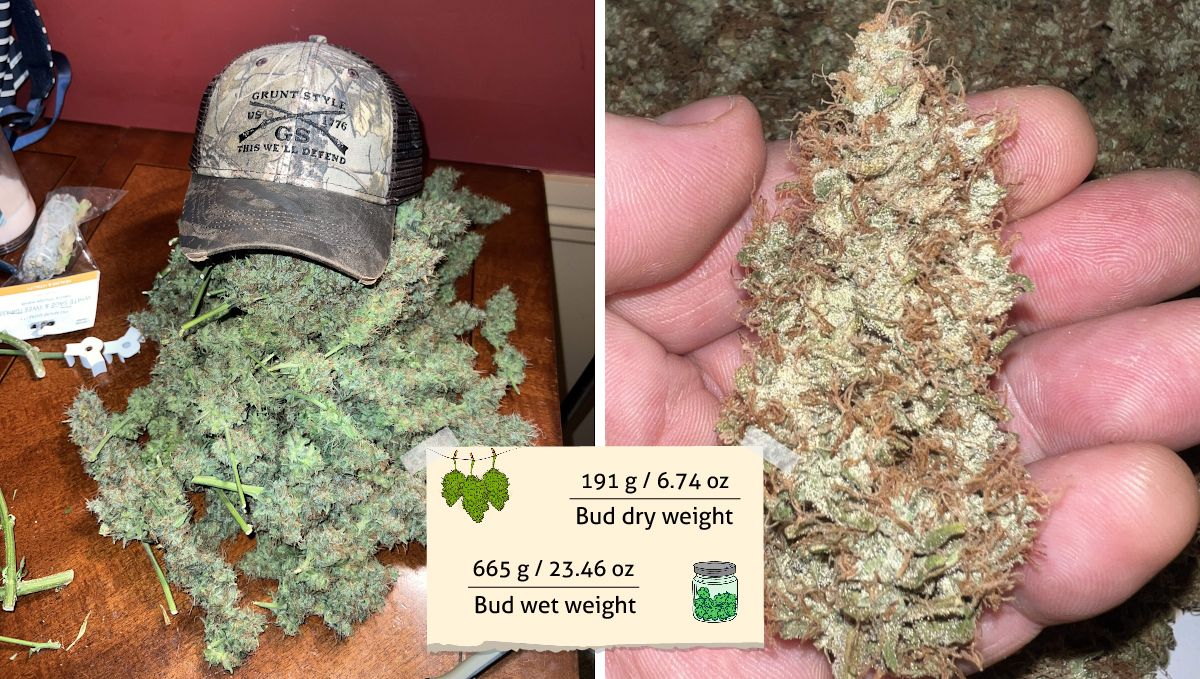 Amnesia Z Auto cannabis strain outcome: a heap of wet-trimmed green and frosty buds on a table and a grower's hand holding a dried bud Amnesia Z Auto cannabis strain outcome: a heap of wet-trimmed green and frosty buds on a table and a grower's hand holding a dried bud