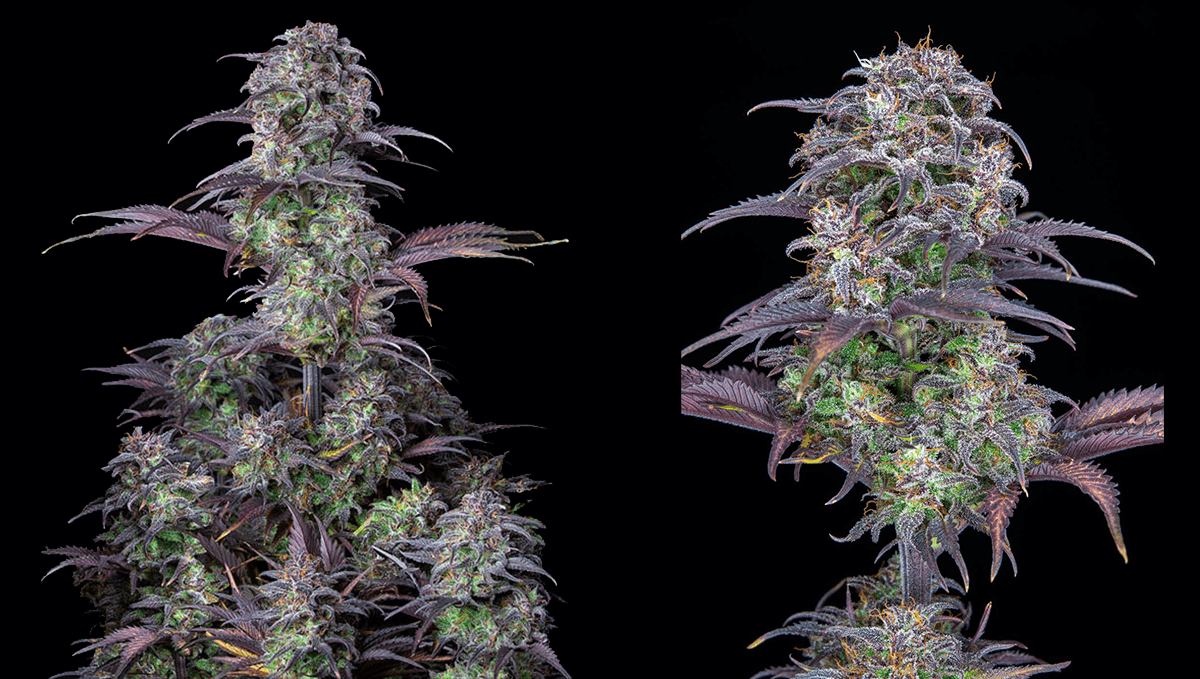 Five shortest autoflower strains: grapefruit auto
