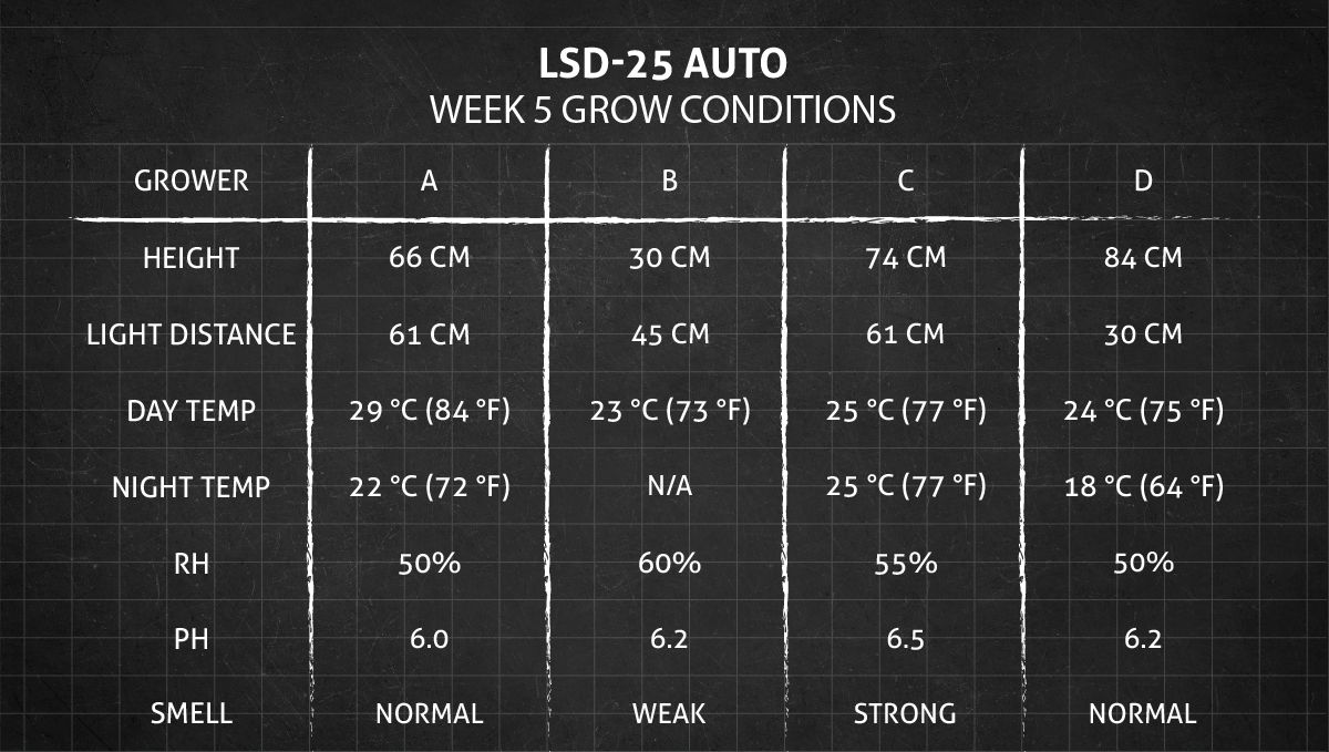 LSD-25 Auto cannabis strain: week 5 grow conditions
