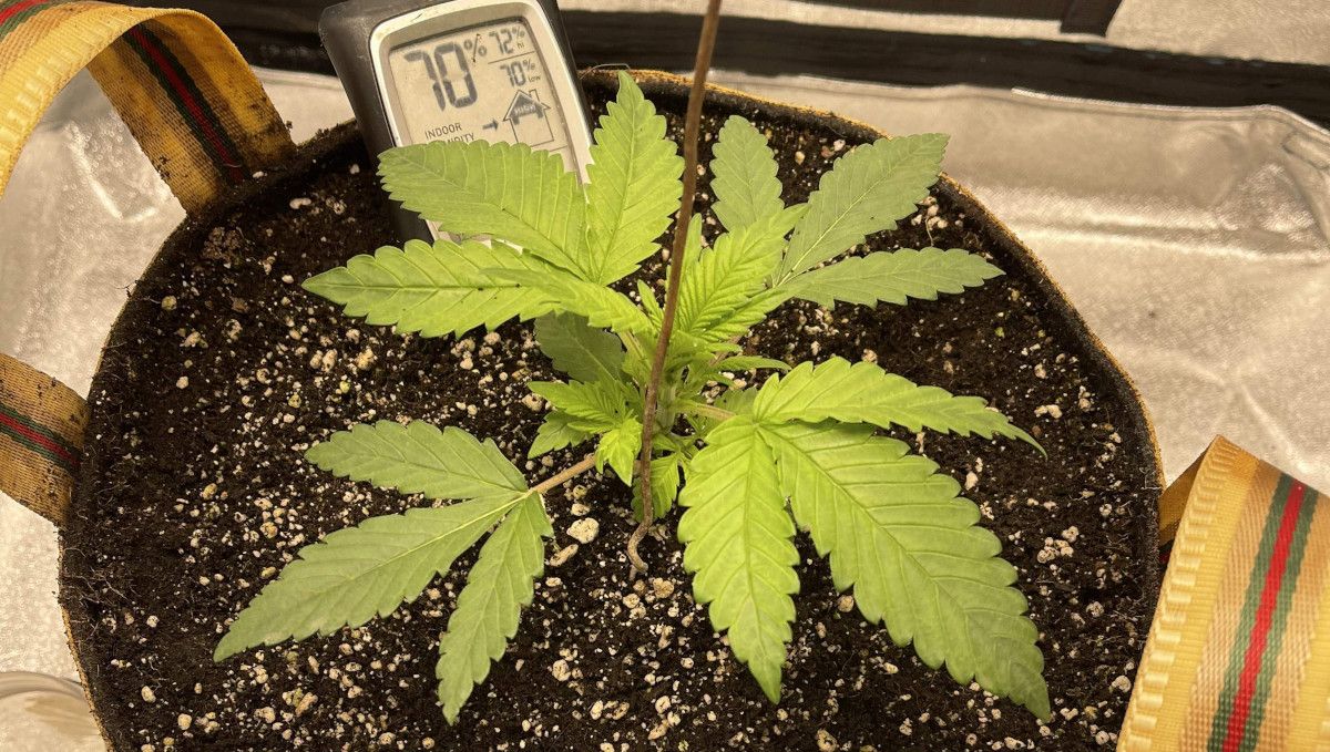 Cherry Cola Auto cannabis strain: early veg | week 2 progress: a young indoor weed plant with yellowish foliage