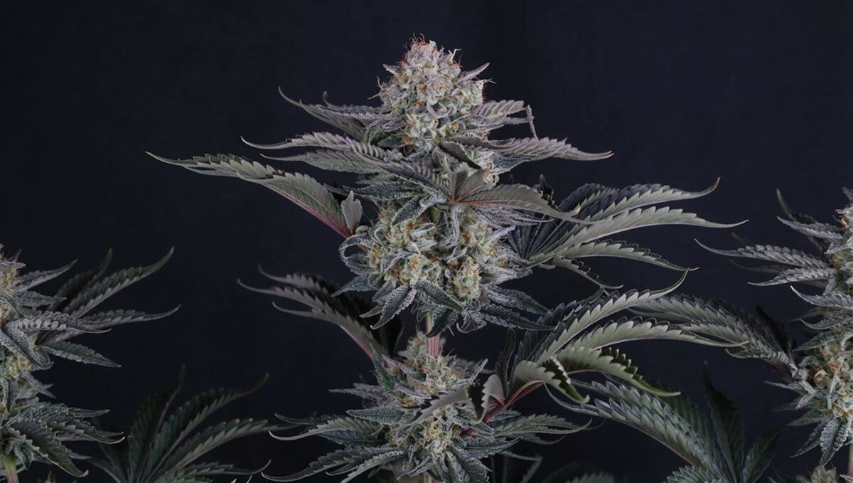 10 (1).jpg mendo