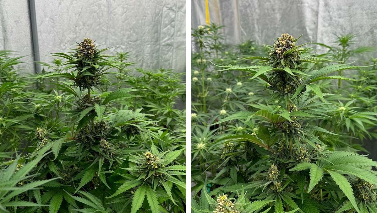 col5.jpg Male plants of Cherry cola