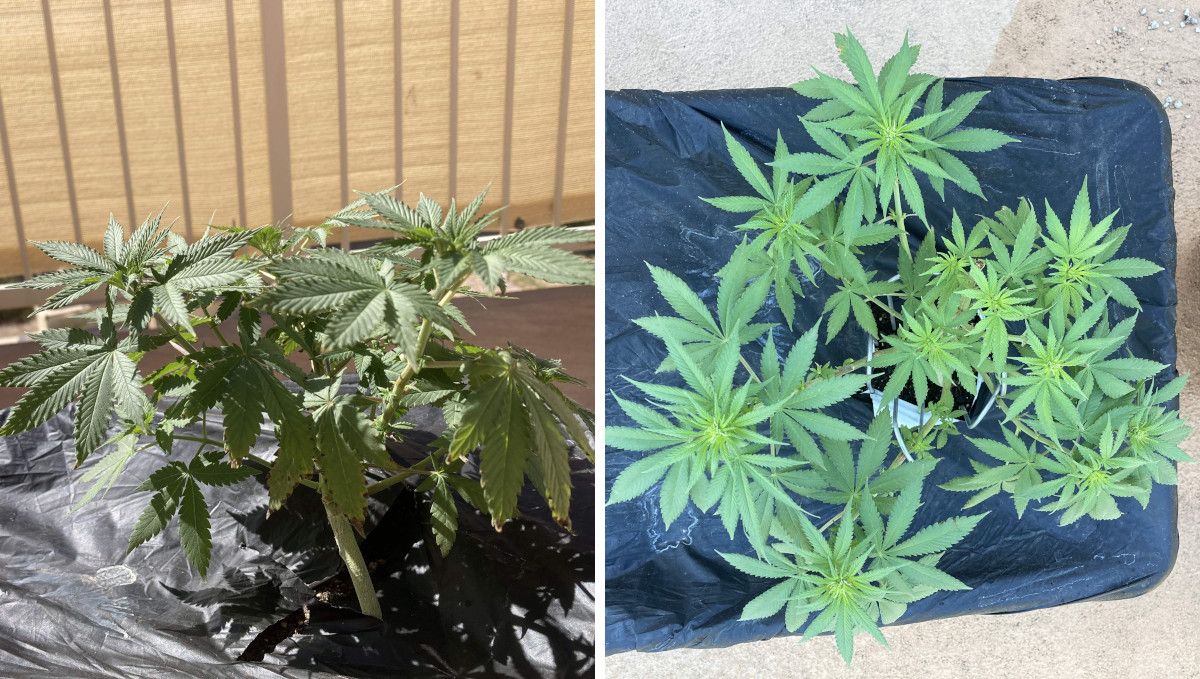 Orange Sherbet FF cannabis strain: transition (pre-flower) | week 7 | a plant that's starting to bud in a balcony grow Orange Sherbet FF cannabis strain: transition (pre-flower) | week 7 | a plant that's starting to bud in a balcony grow