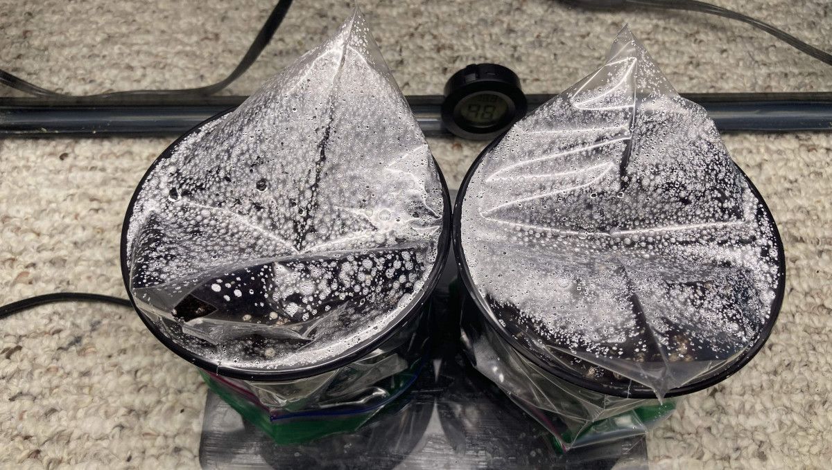 LSD-25 Auto cannabis strain: germination and seedling stage | week 1 | two solo cups covered with plastic bags for humidity