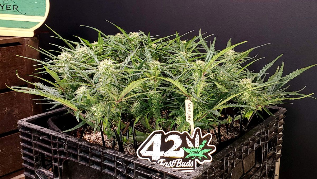 Forbidden Runtz Auto Cannabis Strain Week-by-Week Guide: A side view of a very short and squat mainlined cannabis plant in mid flower Forbidden Runtz Auto Cannabis Strain Week-by-Week Guide: A side view of a very short and squat mainlined cannabis plant in mid flower