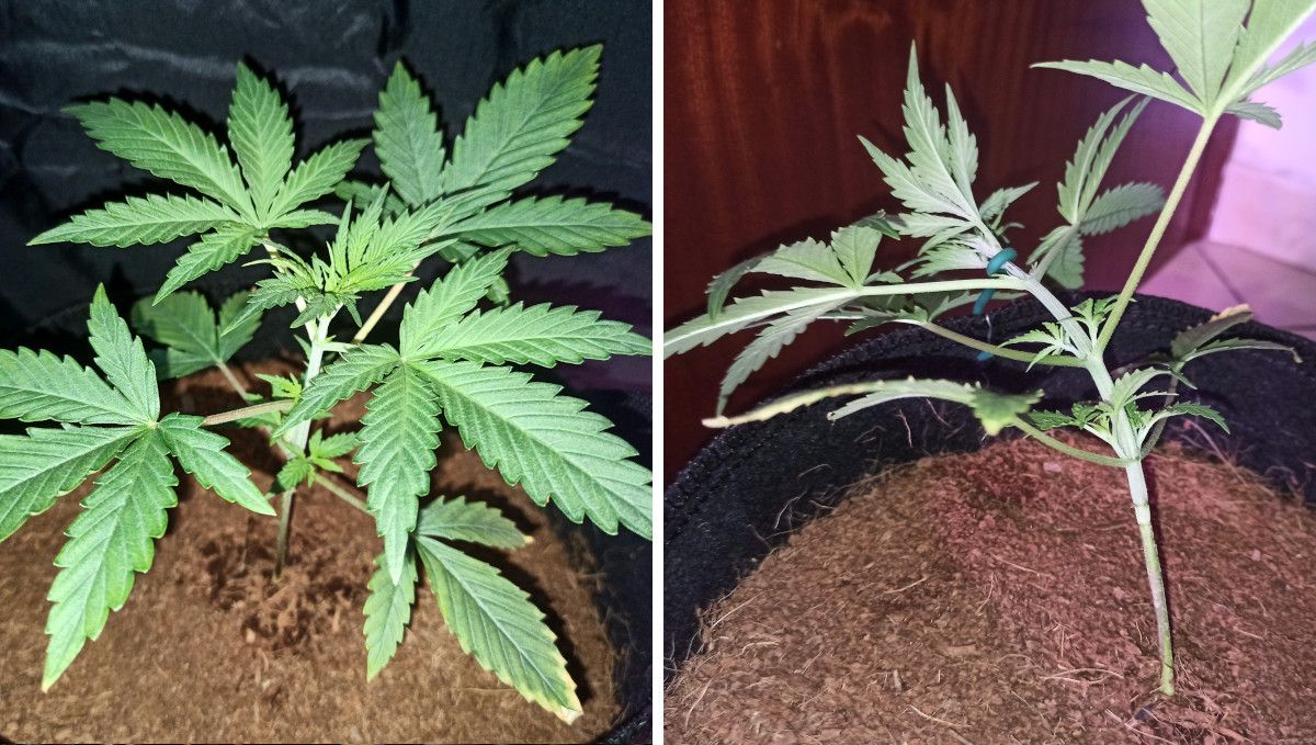 Forbidden Runtz Auto Cannabis Strain Week-by-Week Guide: A healthy but a bit stretchy young autoflower grown in coco coir and tied down for the first time Forbidden Runtz Auto Cannabis Strain Week-by-Week Guide: A healthy but a bit stretchy young autoflower grown in coco coir and tied down for the first time