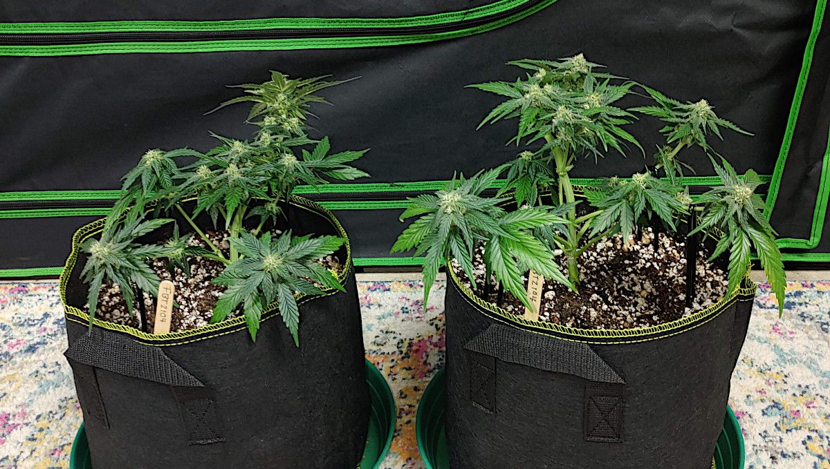 Forbidden Runtz Auto Cannabis Strain Week-by-Week Guide: A side view of two heavily defoliated autoflowers in grow bags Forbidden Runtz Auto Cannabis Strain Week-by-Week Guide: A side view of two heavily defoliated autoflowers in grow bags