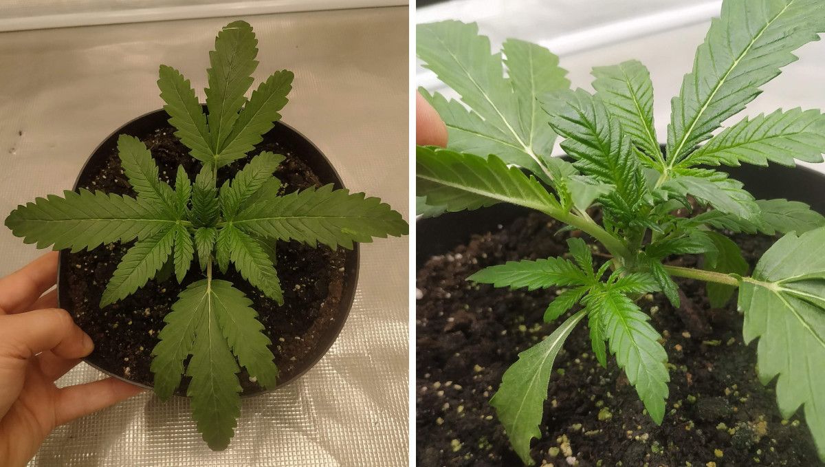 Cherry Cola Auto cannabis strain: early veg | week 2 progress: a young autoflower with curiously shaped fan leaves