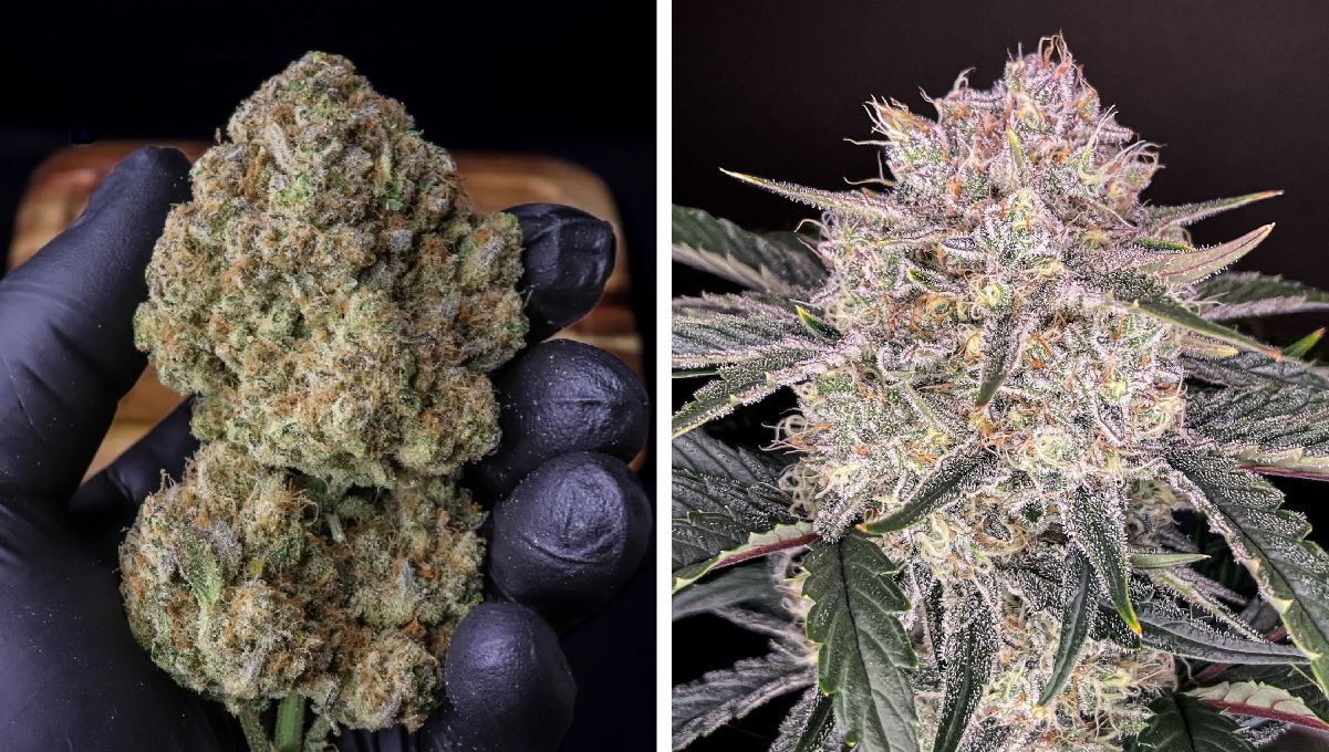 Top 10 Best Outdoor Autoflower Seeds UK 2024: Strawberry gorilla auto Top 10 Best Outdoor Autoflower Seeds UK 2024: Strawberry gorilla auto