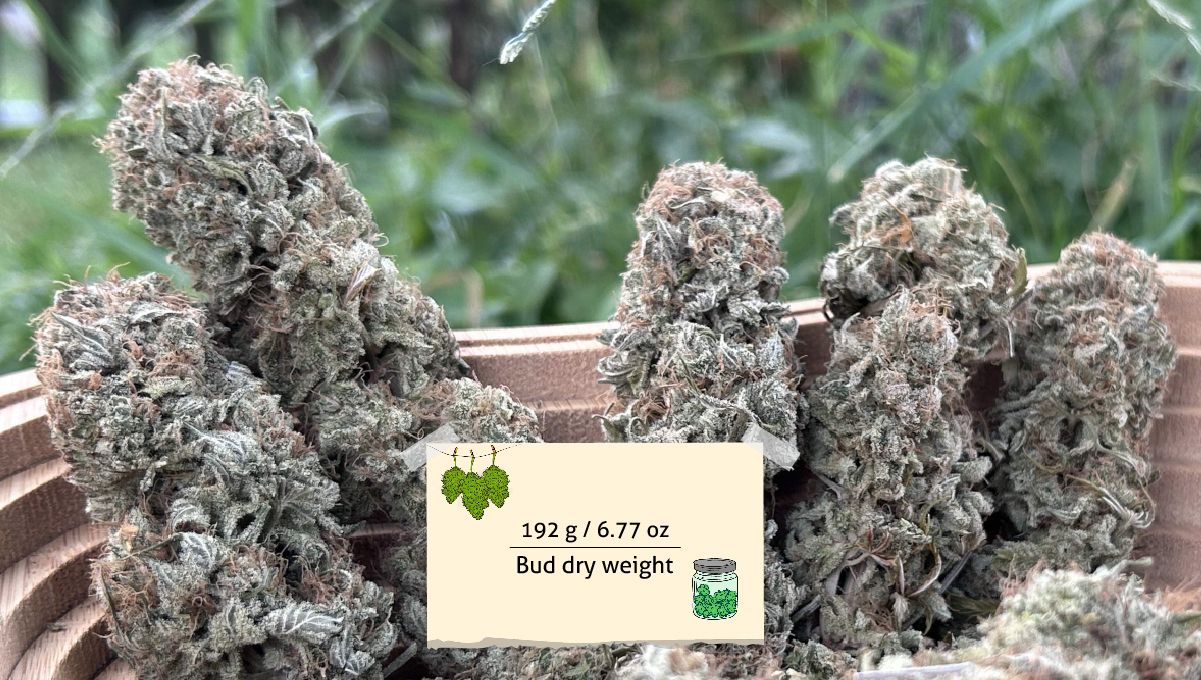 Orange Sherbet FF cannabis strain: yield | dried and trimmed colas, frosty and long Orange Sherbet FF cannabis strain: yield | dried and trimmed colas, frosty and long