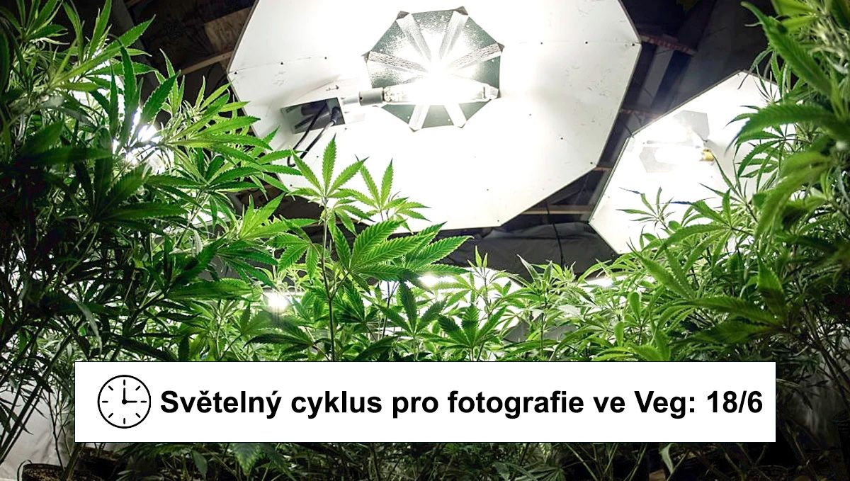 Nejlepší světelný režim pro konopí ve vegetační fázi: světelný režim v interiéru