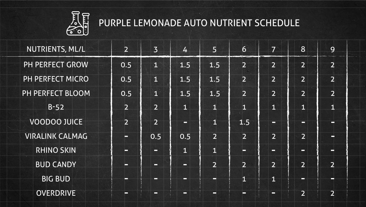 Purple Lemonade Auto Cannabis Strain Week-by-Week Guide - Nutrient schedule from seed to harvest, weeks 2-9
