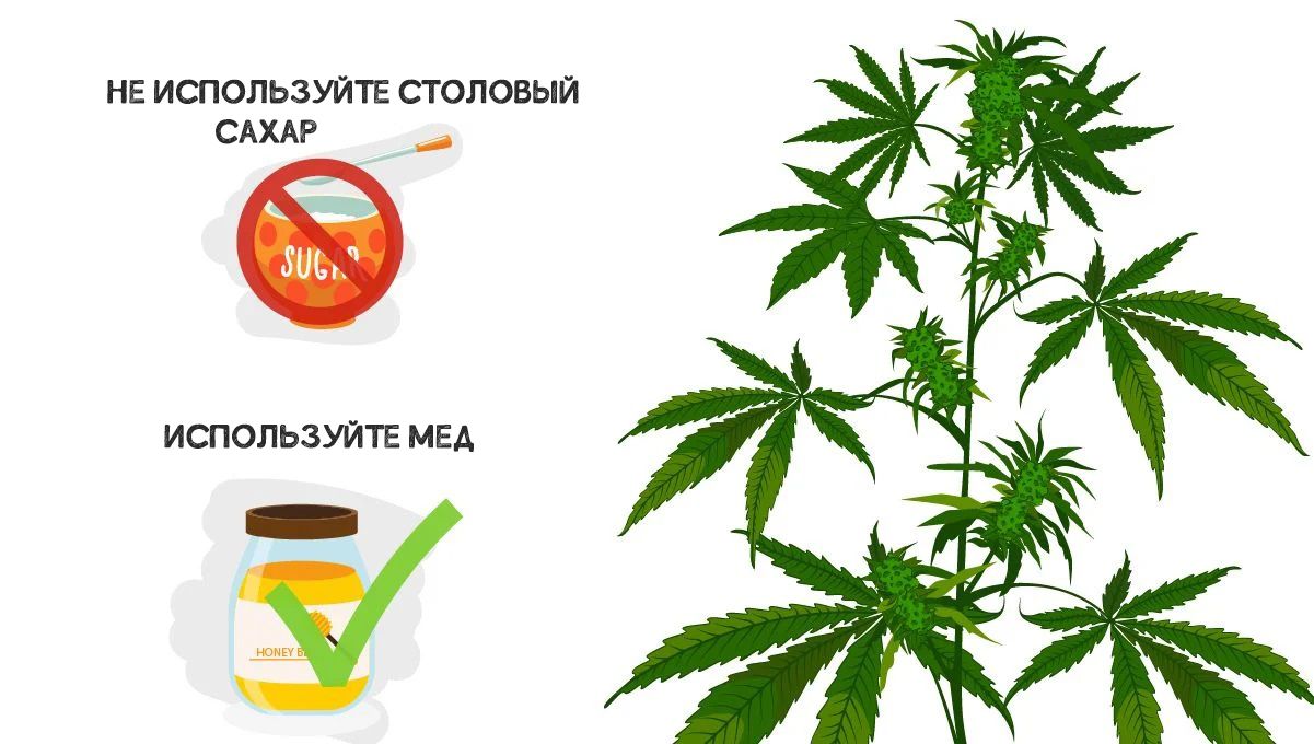 sm_2222baf665f66674cb5771cef2c6649b.jpg Can Sugar Improve Your Cannabis Plant Growth?: Alternative feeding with honey