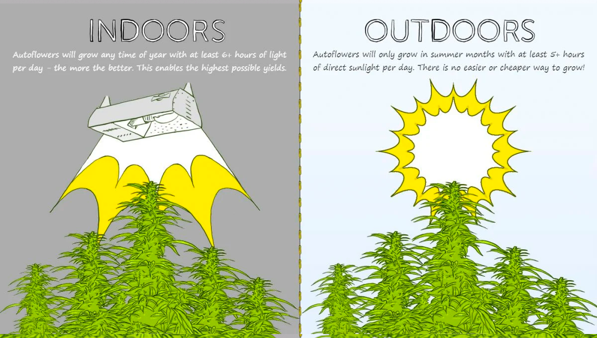 All About Autoflowers - Growth Factors: Indoors vs Outdoors