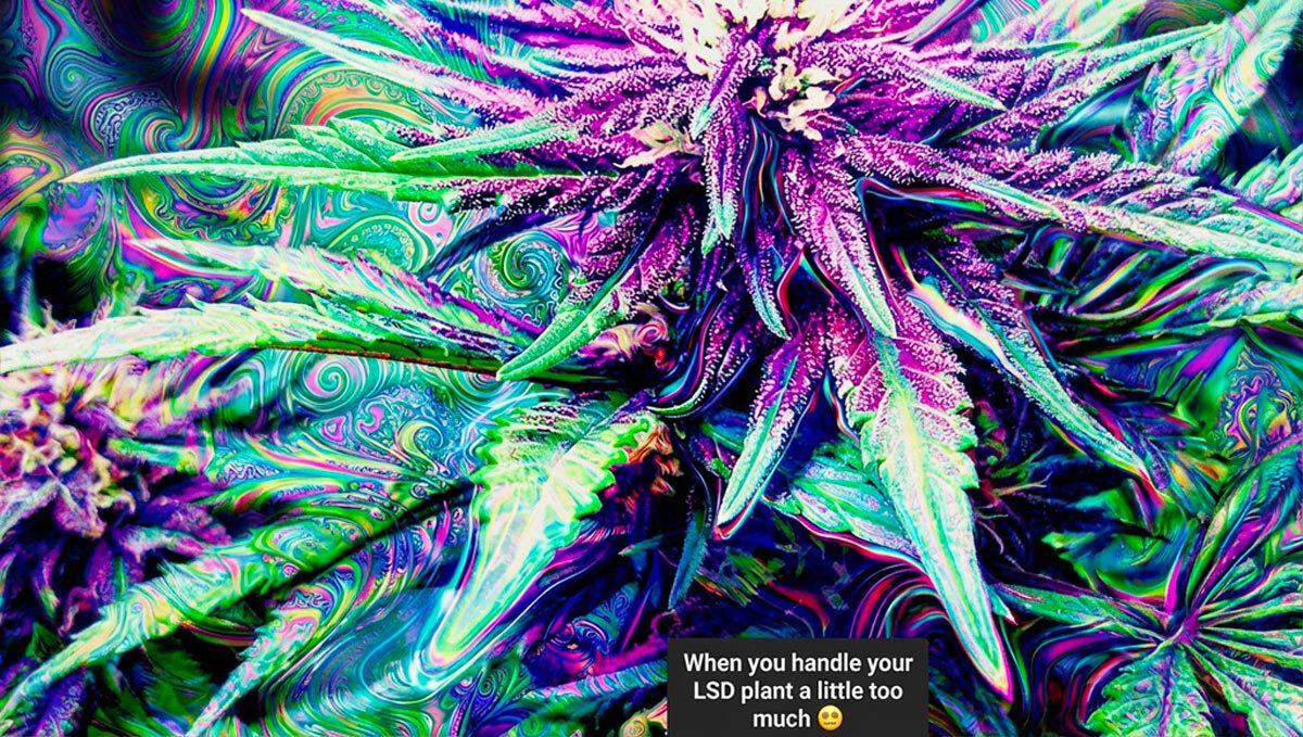 A funny meme about undead cannabis growers enjoying Fast Buds genetics.