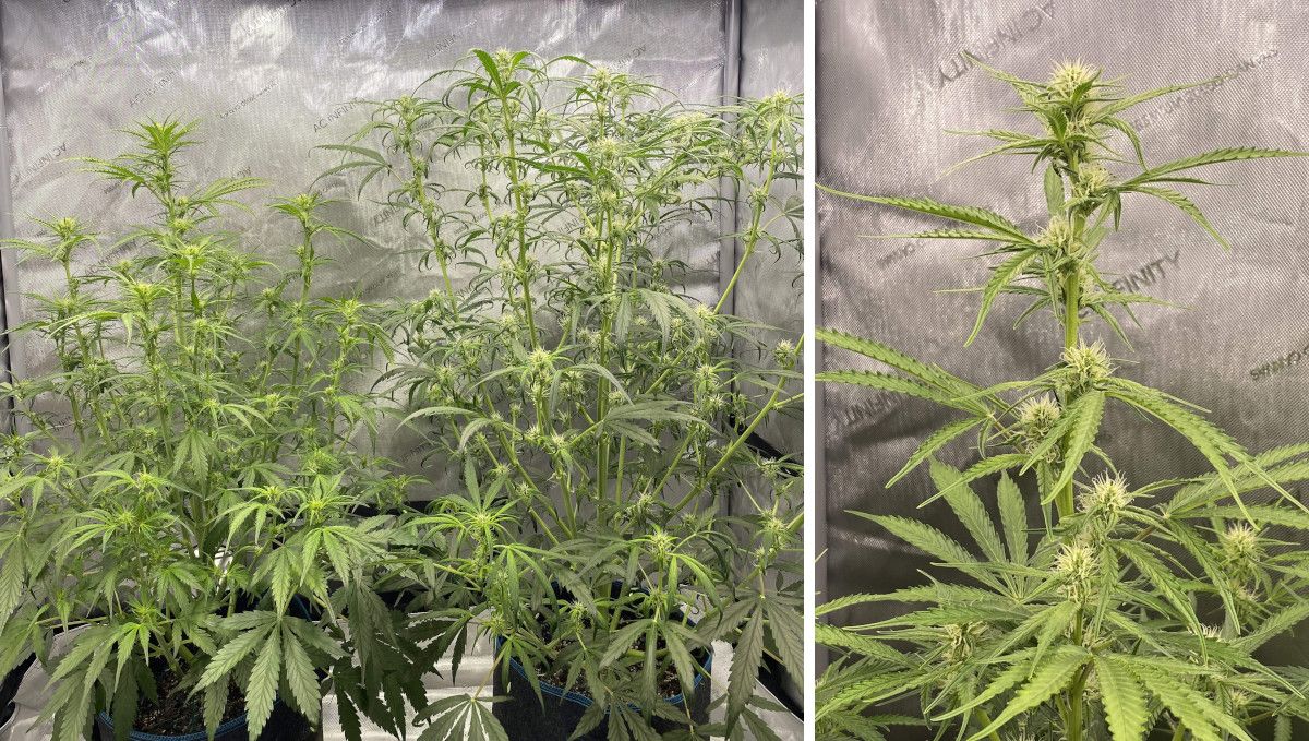 Gorilla Punch Auto cannabis strain: early flower | weeks 6-7 | indoor weed plants with multiple colas and one of the tops with the first hairs