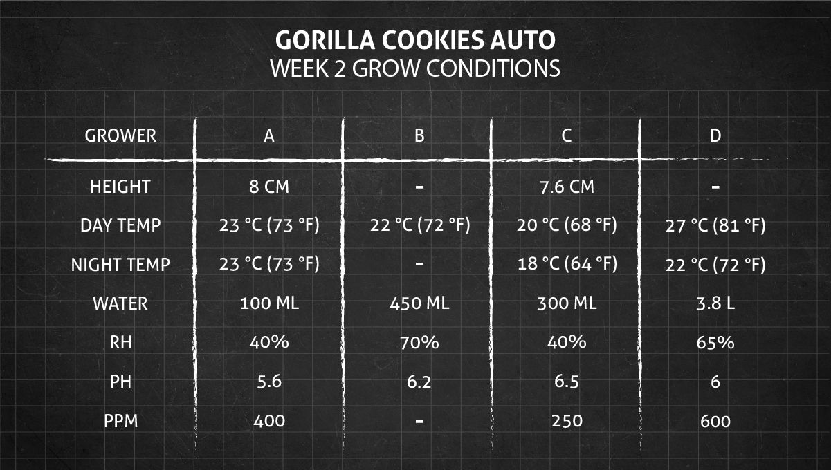 Gorilla Cookies Auto Cannabis Strain Week-by-Week Guide: Week 2 Grow Conditions