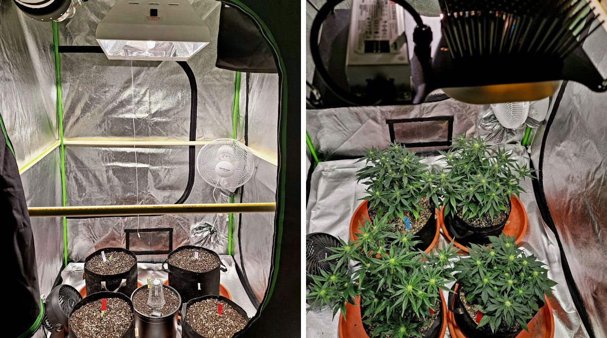 Purple Punch Auto Cannabis Strain Week-by-Week Guide: A grow tent with a ceramic light and 5 grow bags with seedlings; the same tent with an added LED and 4 small weed plants in flower
