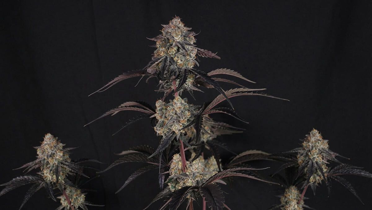 2 (9).jpg lemon cherry sundae
