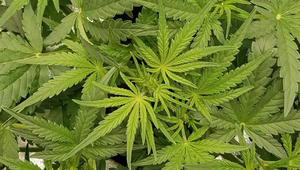 Pineapple Express Auto cannabis strain: transition (pre-flower) | week 5 | seen from above, the plant top is about to show the first flowers Pineapple Express Auto cannabis strain: transition (pre-flower) | week 5 | seen from above, the plant top is about to show the first flowers