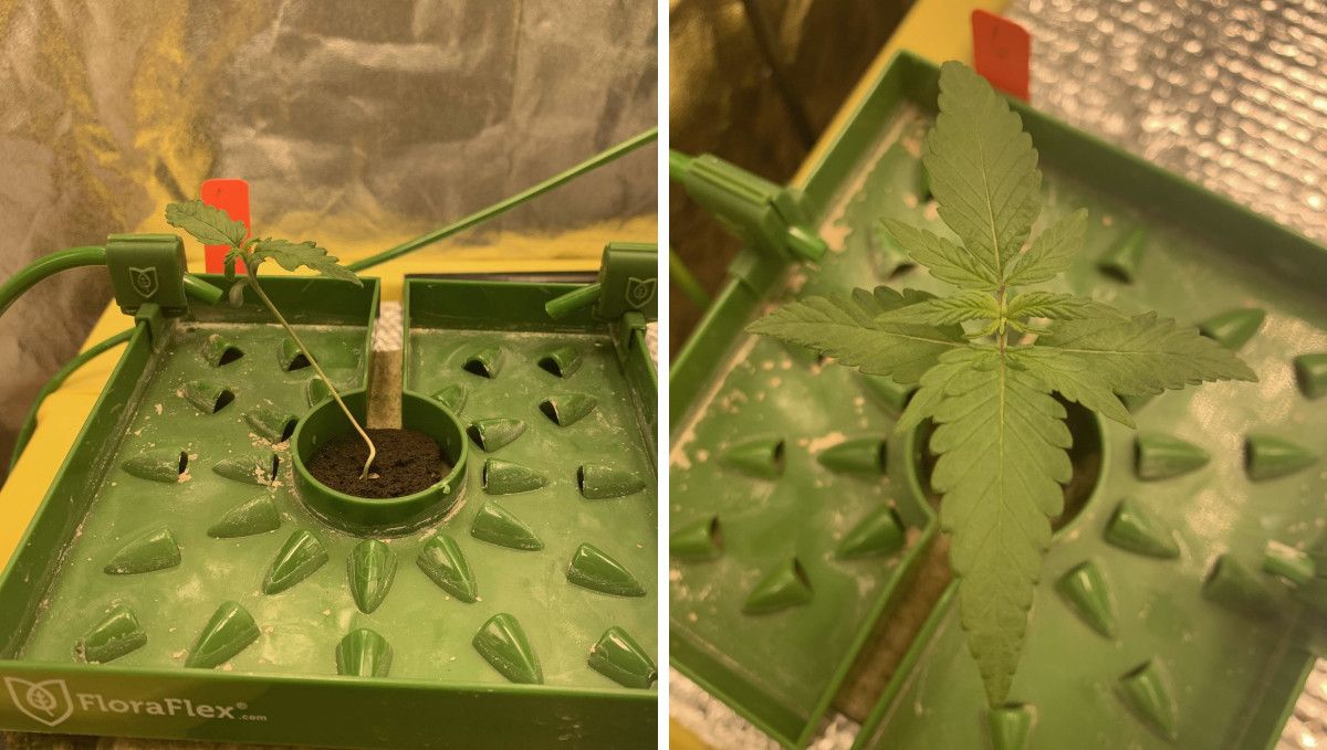 Six Shooter Auto cannabis strain: early veg | week 2 | a stretchy seedling in a hydro setup