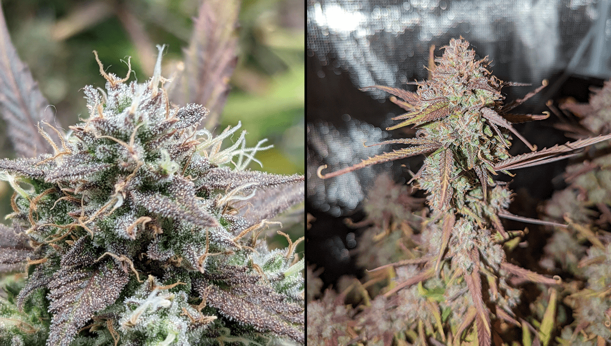 The 5 strongest autoflower strains: Gorilla Glue Auto